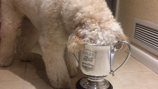 The Best Dog Bowl In The World Is A Rolex 24 Trophy